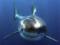    Animal Planet
